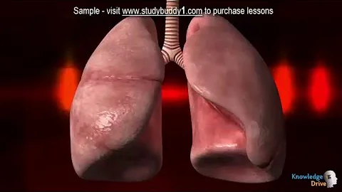 G9 2 1 3 Diffusion in animals Sample