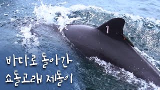 바다로 돌아간 쇼돌고래 제돌이 이야기｜와일드 애니멀, KBS 170506 방송
