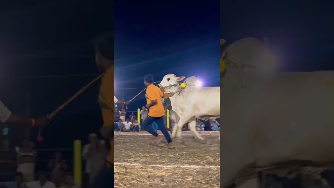 Uppuluru Race | Ongole bulls | Good performance | viral | trending | YouTube |