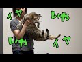 子供の様に駄々をこねて嫌がる猫がかわいい!