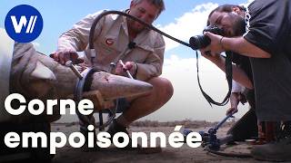 Empoisonner Les Rhinocéros Pour Les Sauver Du Braconnage