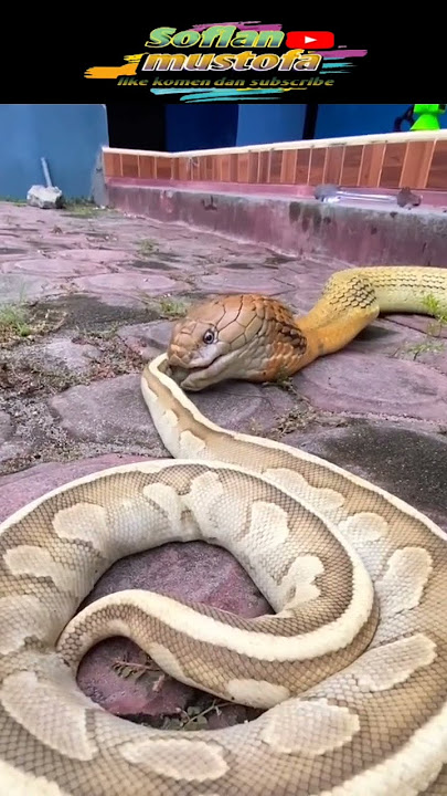 king cobra makan ular sanca