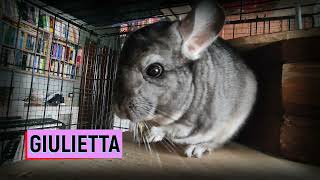 My Chinchilla - Romeo and Giulietta