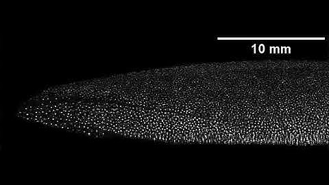 Dust vortex dynamics (Campaign VI) in diffused plasma in SPD-I device.