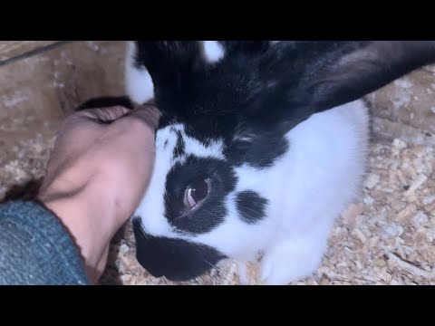 Domaća farma kunića(17.10.2023) Domestic rabbit farm.🐇 ️ - YouTube
