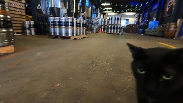 Feline force helps tackle Chicago rat problem