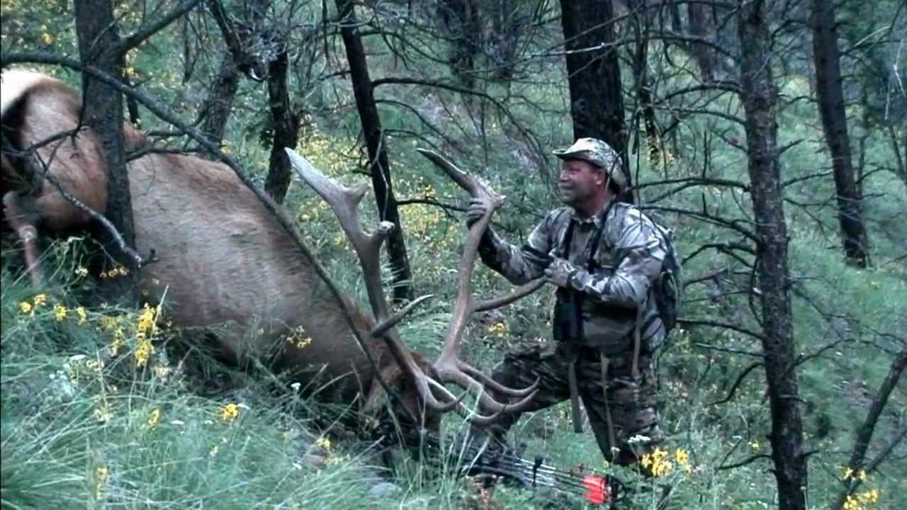 Bow Elk Hunt In The Gila Wilderness Of New Mexico YouTube