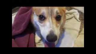 The Ultimate Corgi After Bath Freakout!