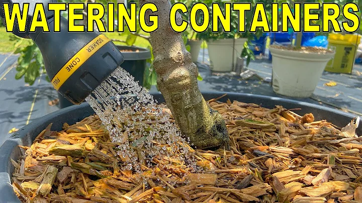 How To Water A Container Garden Properly In 2 Minutes