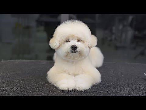 손님 <strong>미용</strong> 끝났습니다...? 잠은 집에가서.....