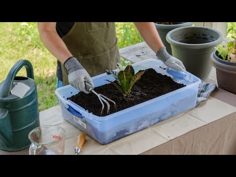 How to Apply Foodilizer to Your Garden
