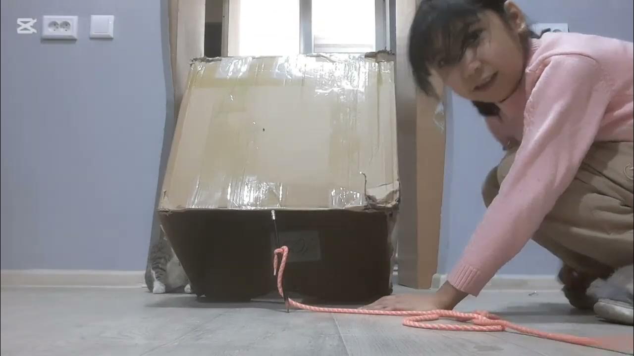 ловушки для диких кошек - YouTube