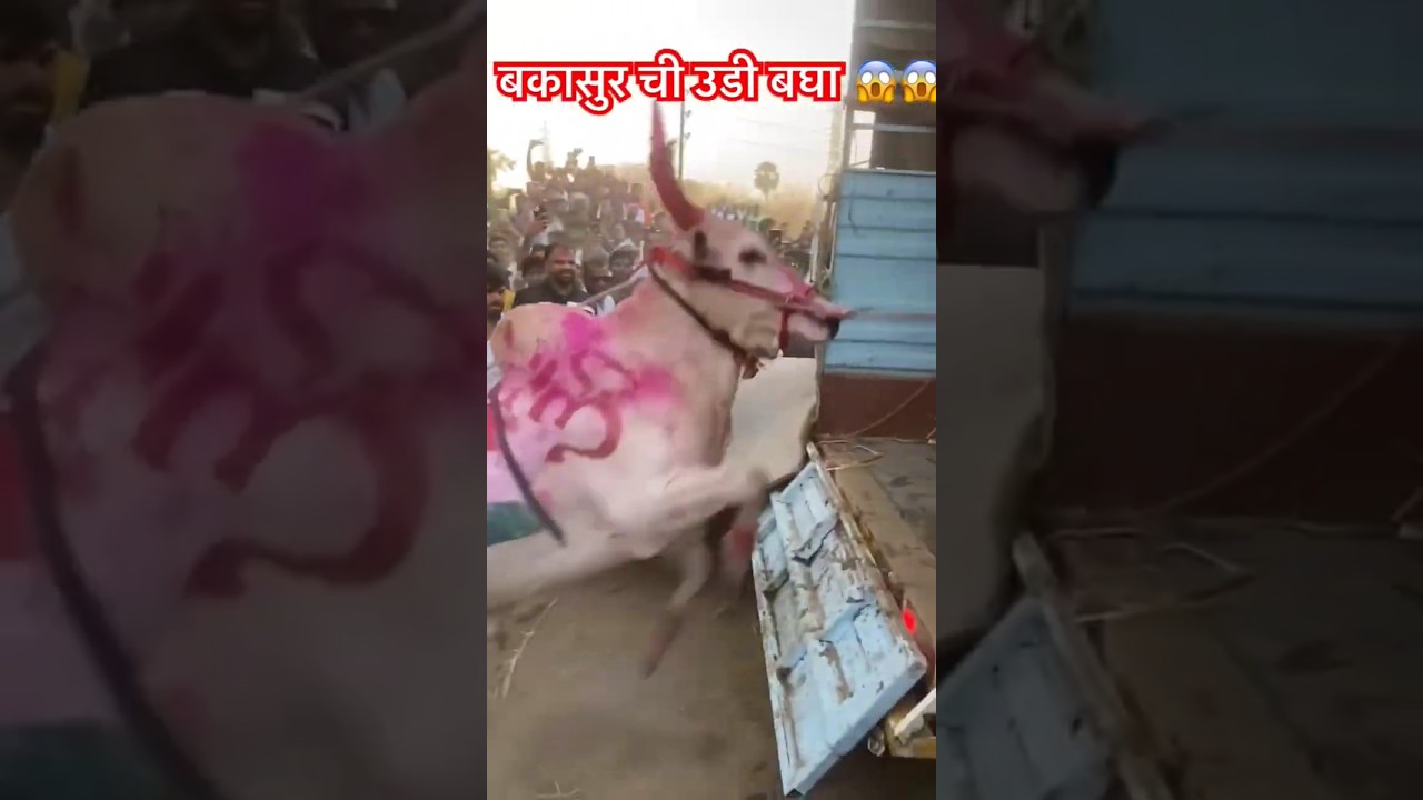 बकासुरची उडी बघा