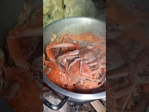 BOILING BLUE CRABS FRESHLY CAUGHT - YouTube