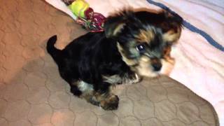 Yorkiepoo puppy 6 weeks