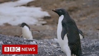 How Antarctic penguins are revealing climate change - BBC News