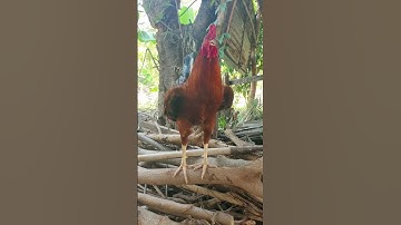 เสียงไก่ขัน