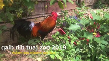 ncig saib qaib dib tuaj zoo 2019