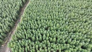 A harvesting operation in full swing  an excellent result for the forest owner