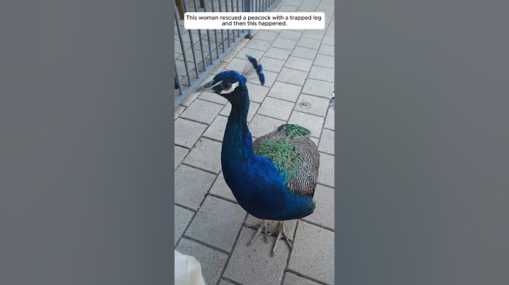 This woman rescued a peacock with a trapped leg, and then this happened.