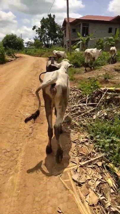 grow-of-cows-and-how-to-feed-cows-farming-nature-cow-cowvideos