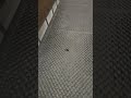Just Some Normal Sanity Pills | Phasmophobia
