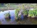 a Hawk catches a Duck