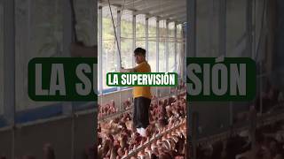 #pioconsejo #avicultura #supervision #granja