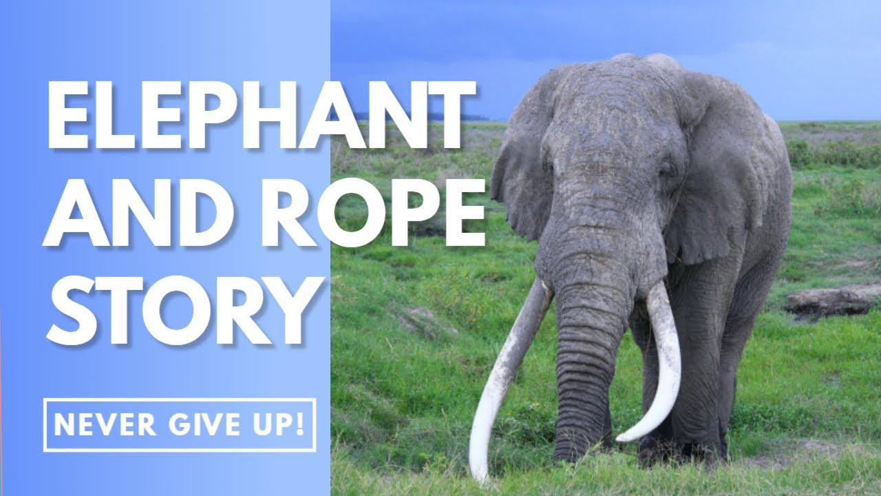 Elephant and Rope Story | Elephant Rope Mindset  | 