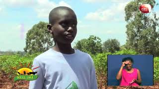Mkulima: KALRO ya Kabete yafunza vijana kilimo biashara screenshot 5