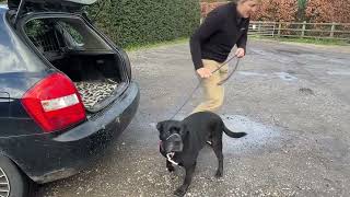 Fear of getting in the car by Jo Cottrell - Dog Trouble 262 views 2 months ago 8 minutes, 25 seconds