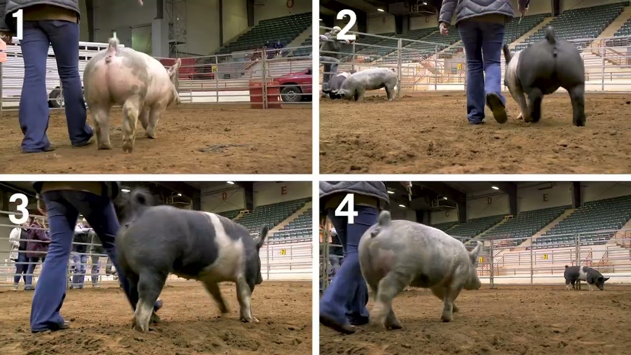 Оценка свиней 4-H: Пример 6 – Коммерческие племенные свиноматки