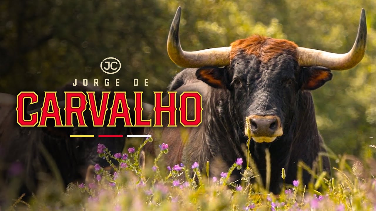 GANADERIA Jorge de Carvalho - La belleza del toro lusitano