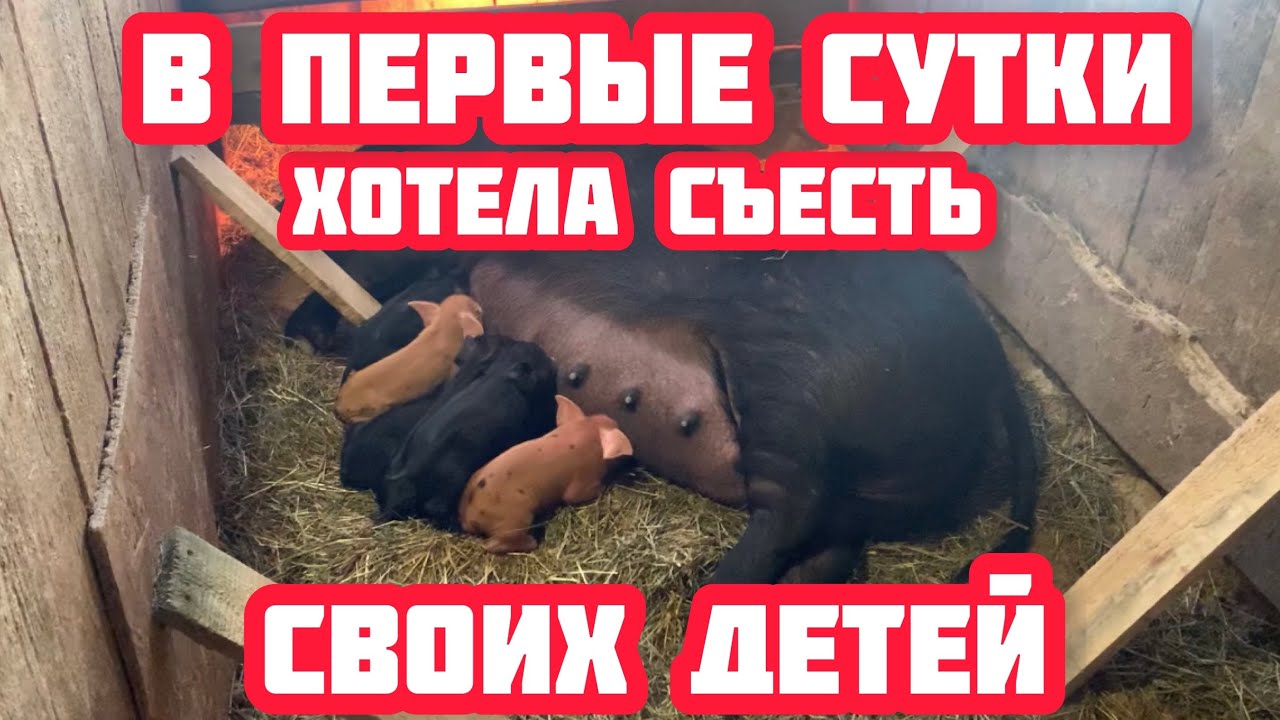 ОНА ХОТЕЛА ИХ СЪЕСТЬ В ПЕРВЫЕ СУТКИ, НО ПОТОМ... - YouTube