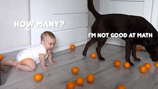 How many Oranges are in the video? Cute Reactions! screenshot 5