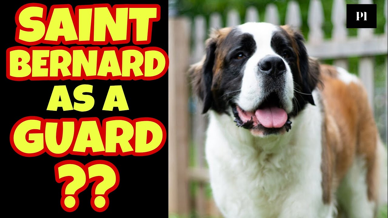 Are Saint Bernards Good Guard Dogs