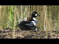 Schellenten goldeneye bucephala clangula