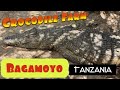 Bagamoyo crocodile farm tanzania