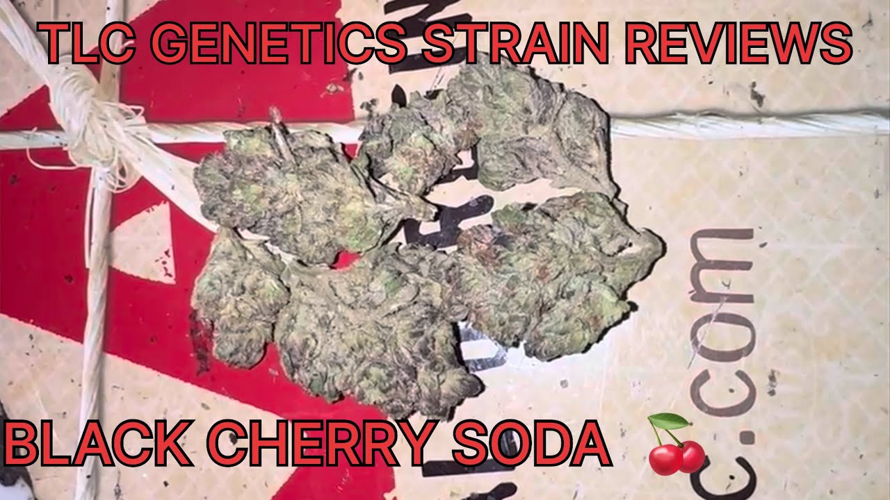 Black Cherry Soda Cannabis Flower (Strain Review): The TLC Genetic Show