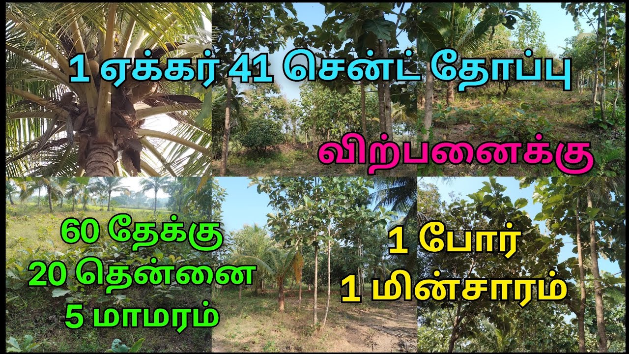 9600525601 திண்டுக்கல் மாவட்டம் அதிகாரி பட்டி அருகில் பஸ் ரோடு அருகில் தோப்பு விற்பனைக்கு உள்ளது