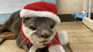 Otters Bite Into a Big Chicken for Christmas!