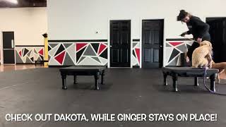 Ginger & Dakota  Cockapoos  Ang