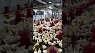 #broiler #chicken #contractfarming #broiler_poultry_farm #ec_poultry_farm #ecfarm #lowcostfarming