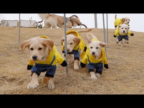 The seven minions enter the puppy park!