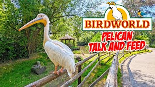 Discovering Pelicans - Birdworld's Fascinating Pelican Talk & Feed (July 2023) [4K]
