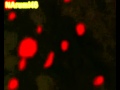همســات ذكـرى 1