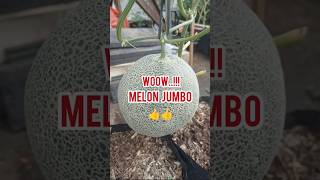Melon Super Jumbo.