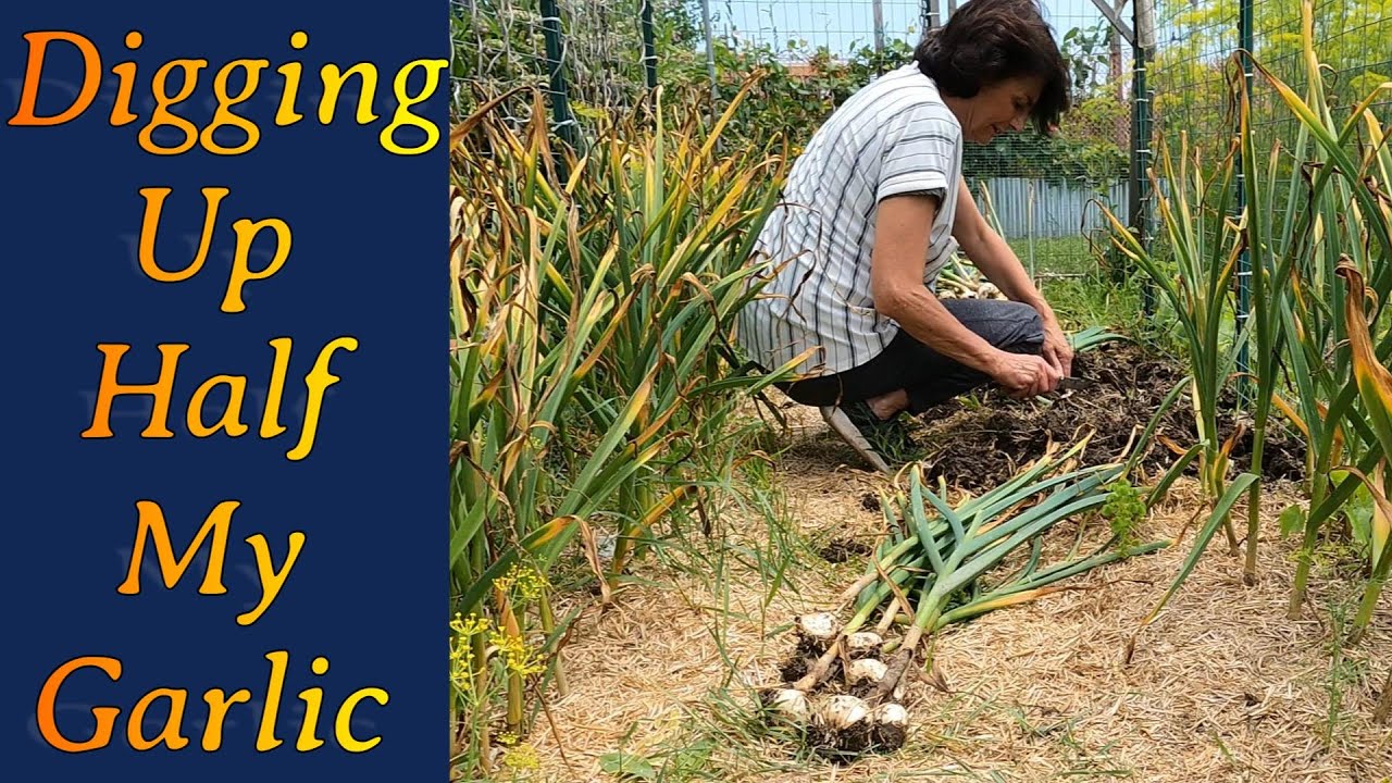 Digging Up Half My Garlic