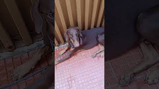brazar a Doberman #shorts# #brazer a Doberman#