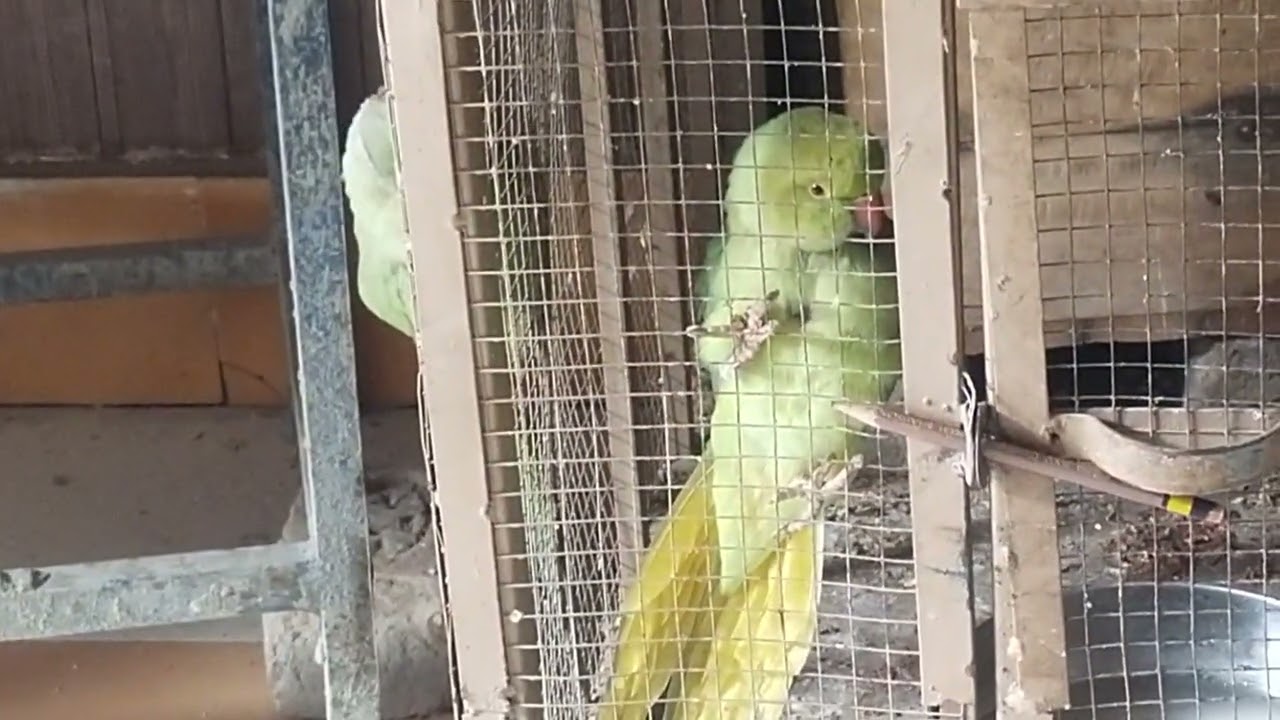 #funy three parrot